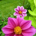Dahlia x 'Ingrid' (2)